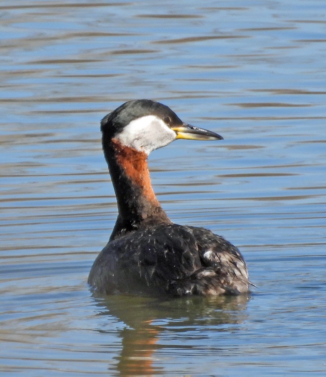 Red-necked Grebe - Sharon Dewart-Hansen