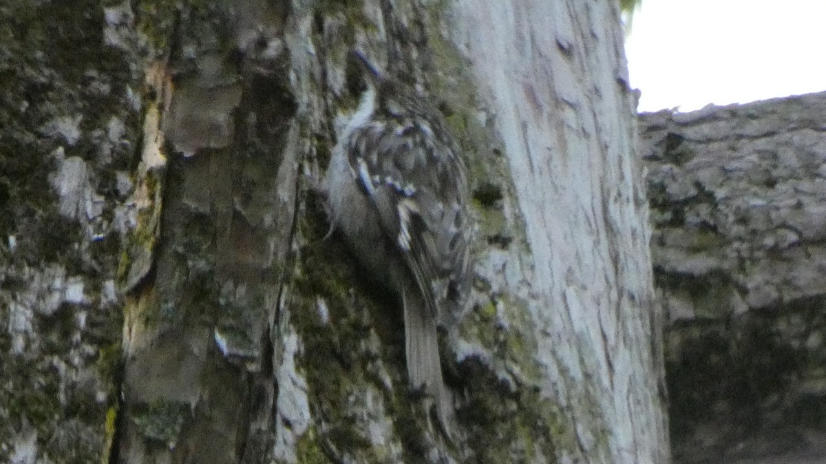 Short-toed Treecreeper - Ben Davis