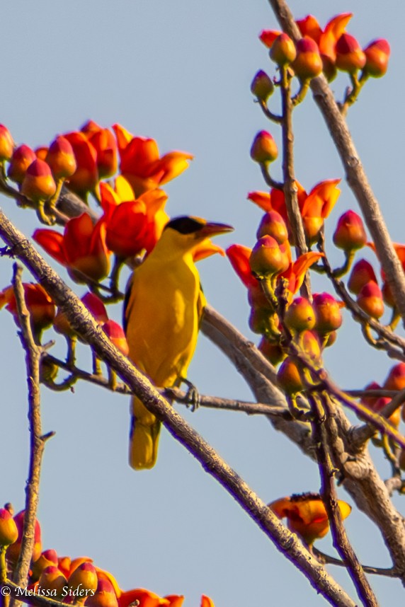 African Golden Oriole - ML618443245