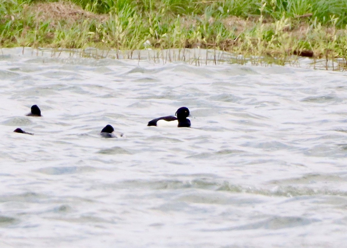 Tufted Duck - ML618443246