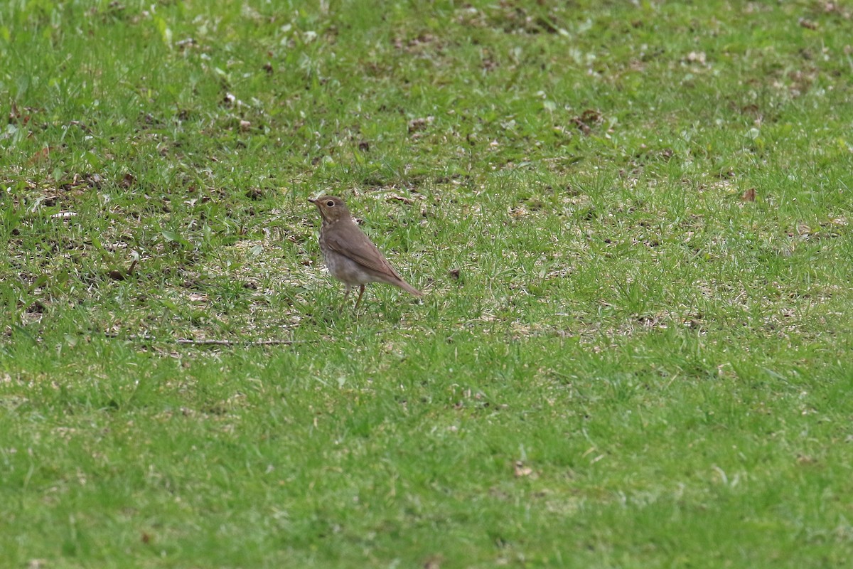 Swainson's Thrush - Dan Orr