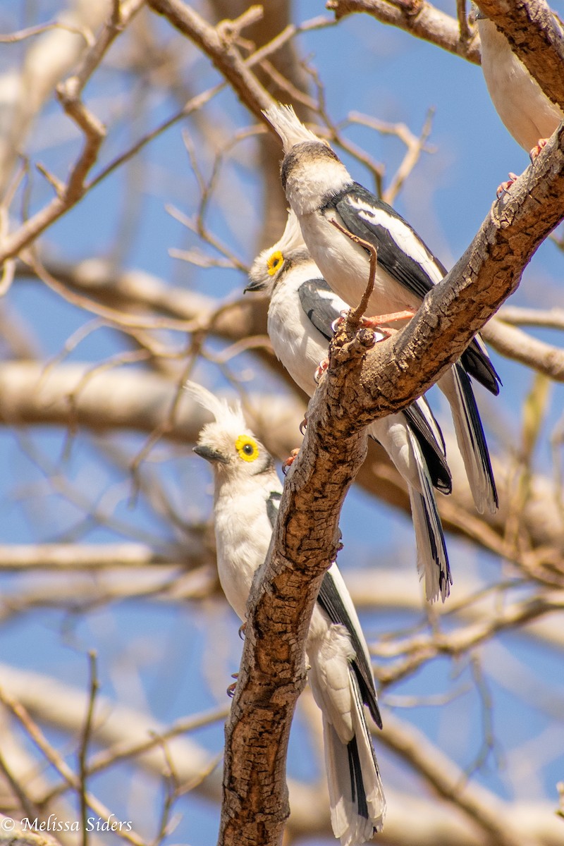 White Helmetshrike - ML618443259