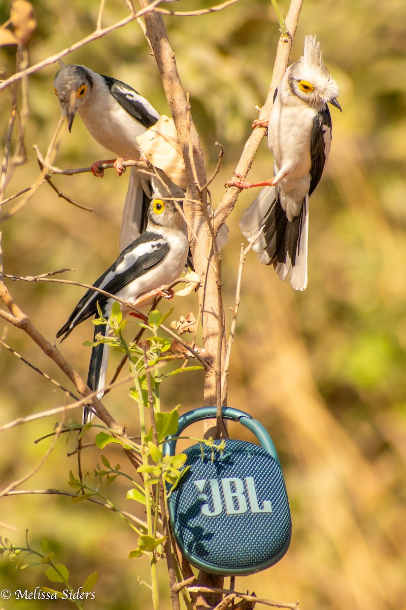 White Helmetshrike - ML618443262