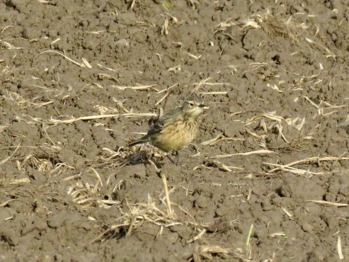 American Pipit - ML618443284