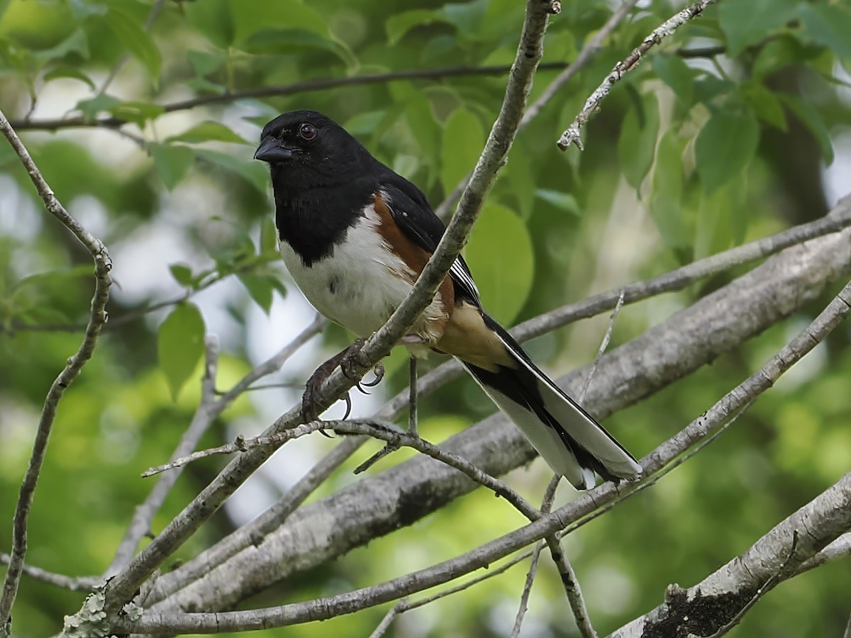 Eastern Towhee - ML618443315