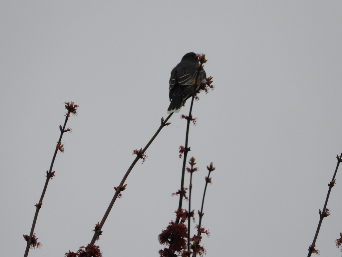 Eastern Kingbird - ML618443332