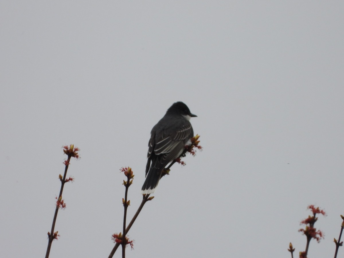 Eastern Kingbird - ML618443333