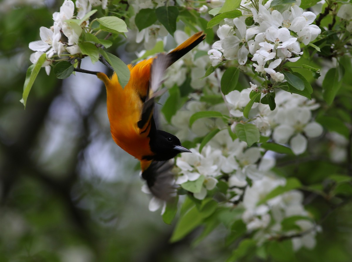 Baltimore Oriole - Quinn Nial