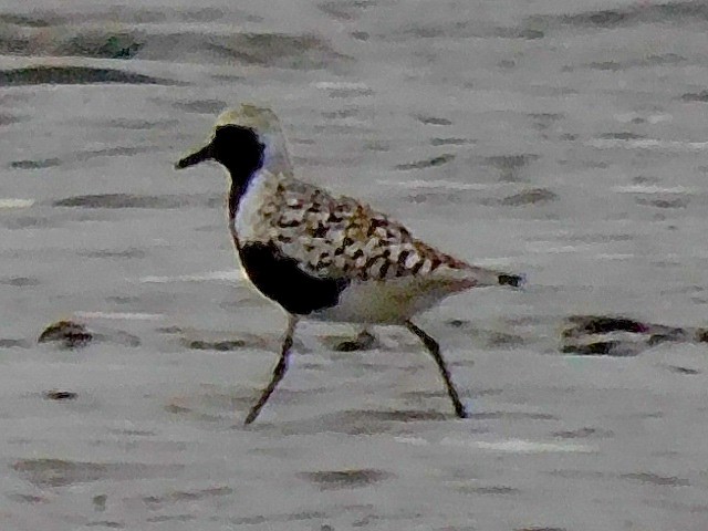 Black-bellied Plover - ML618443351