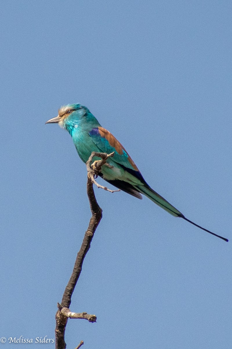 Abyssinian Roller - ML618443365