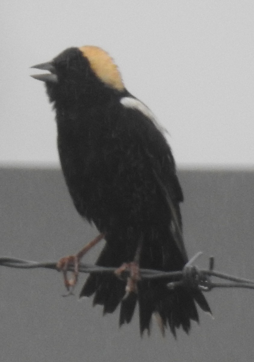 Bobolink - ML618443369