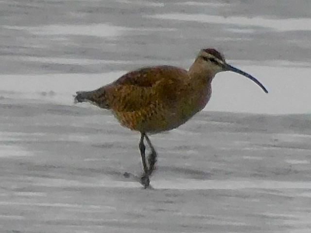 Whimbrel - ML618443378