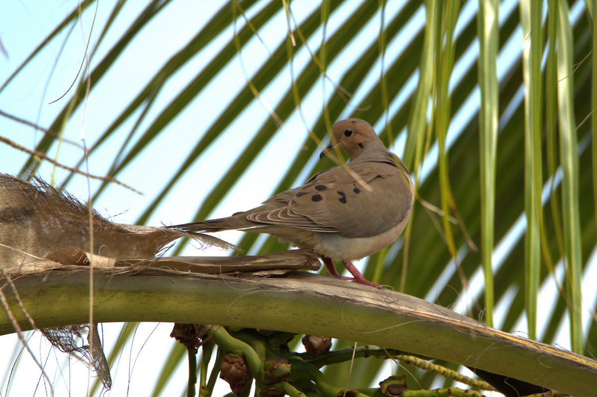 Mourning Dove - ML618443397