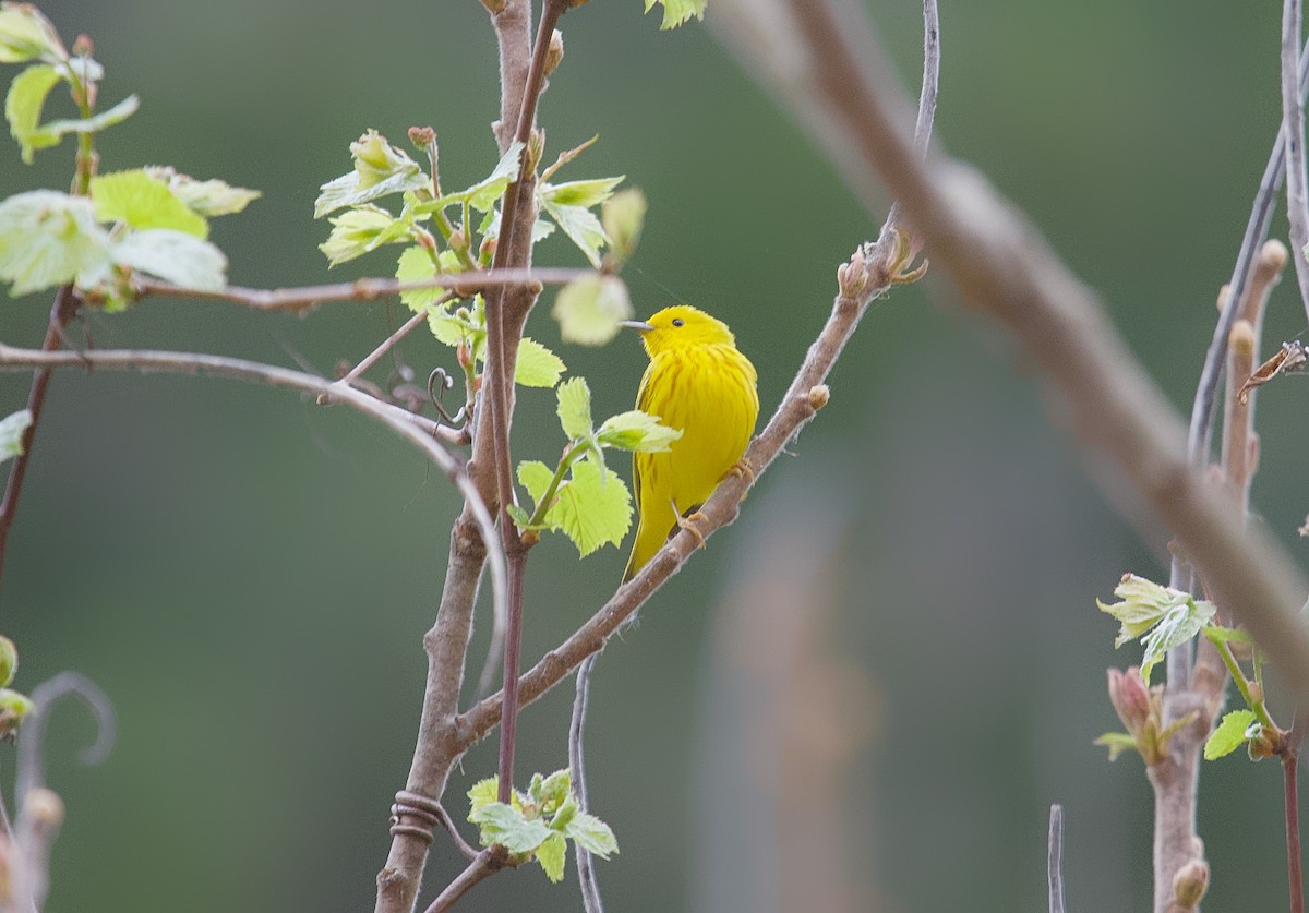 Yellow Warbler - ML618443426