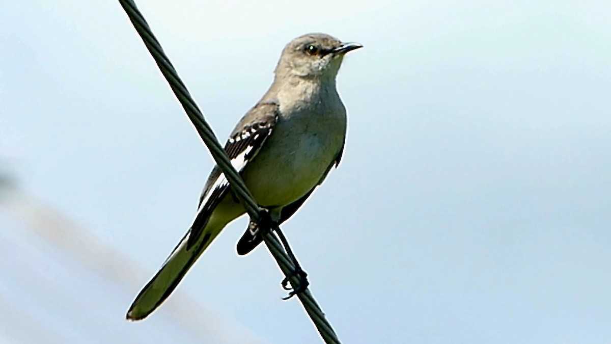 Northern Mockingbird - Robert Langston