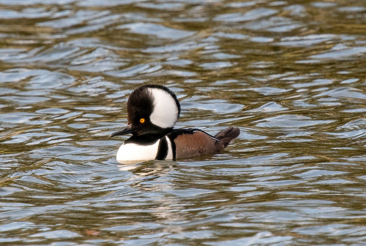 Hooded Merganser - ML618443451