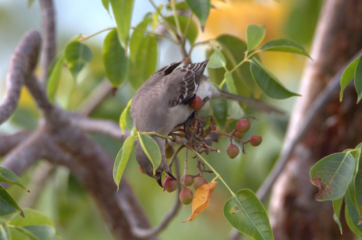 Northern Mockingbird - ML618443474