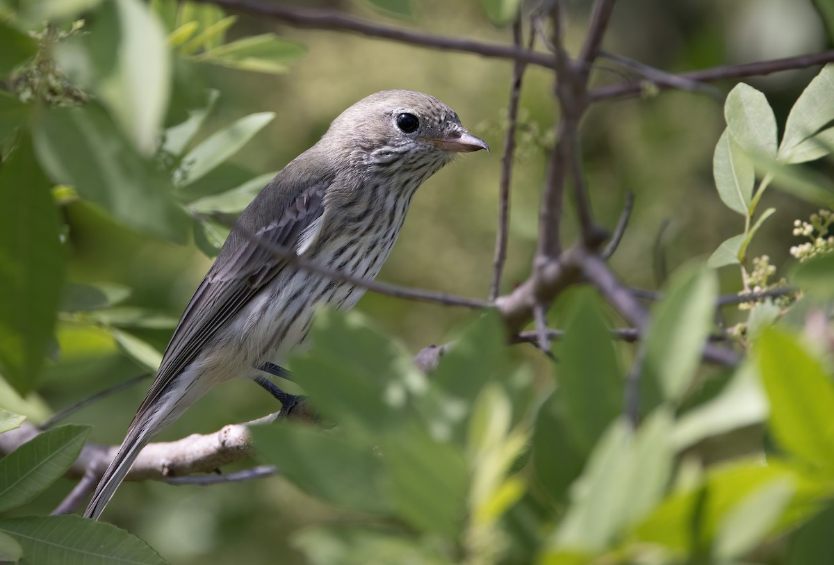 Rufous Whistler - ML618443507