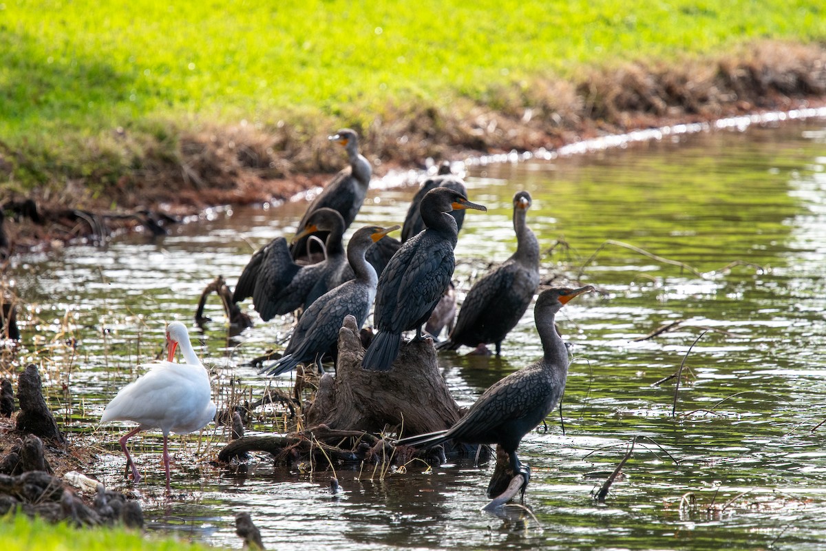 Double-crested Cormorant - ML618443548