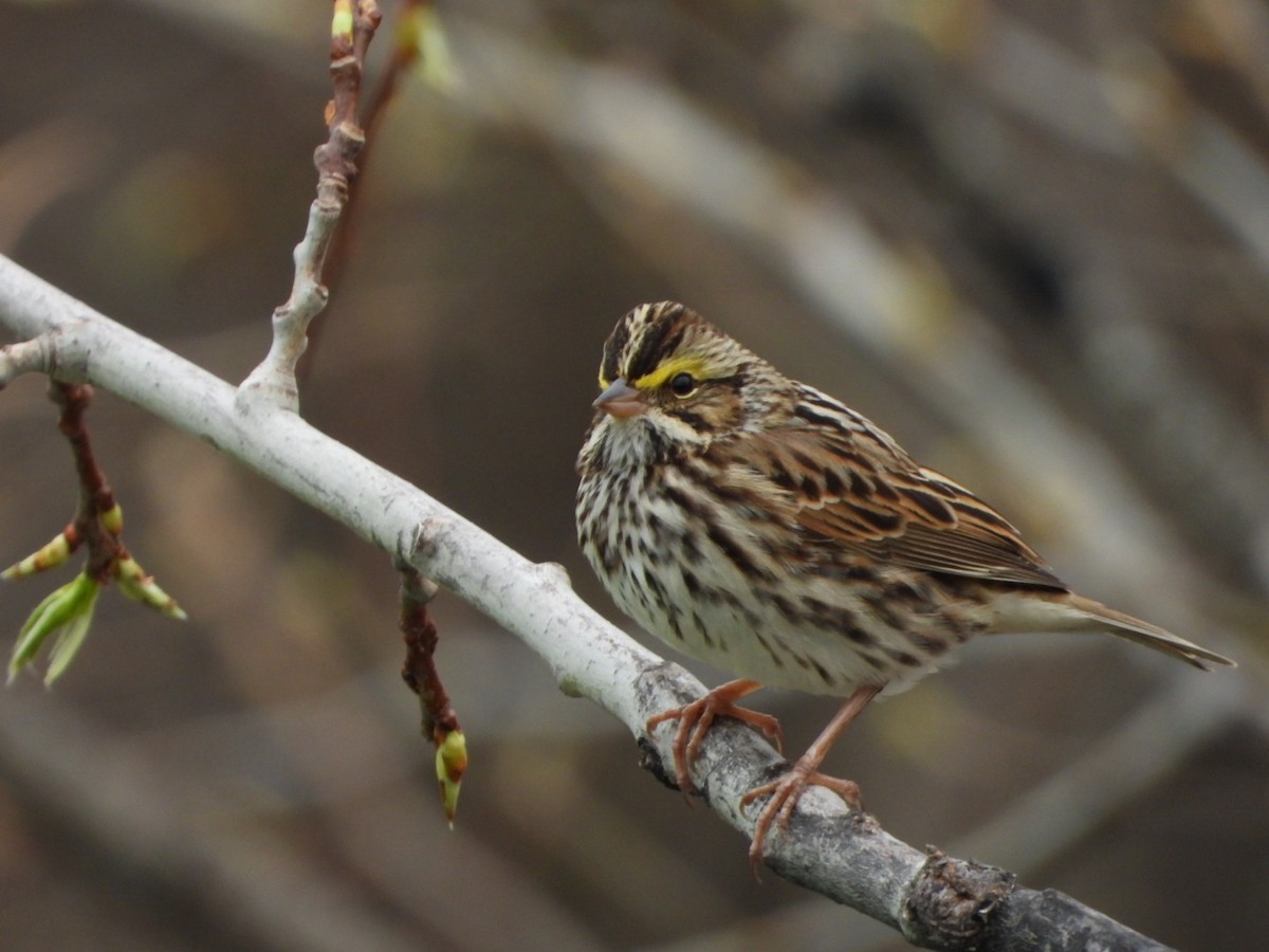 Savannah Sparrow - Spence Brennick