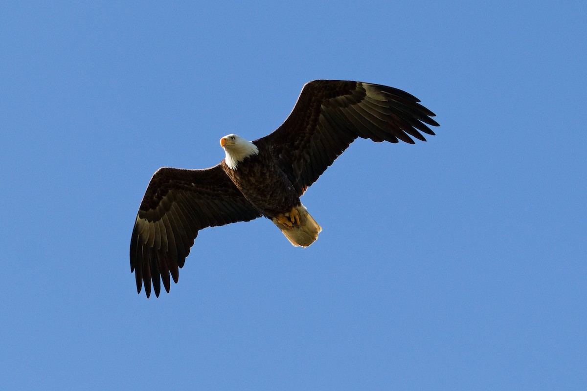 Bald Eagle - ML618443563