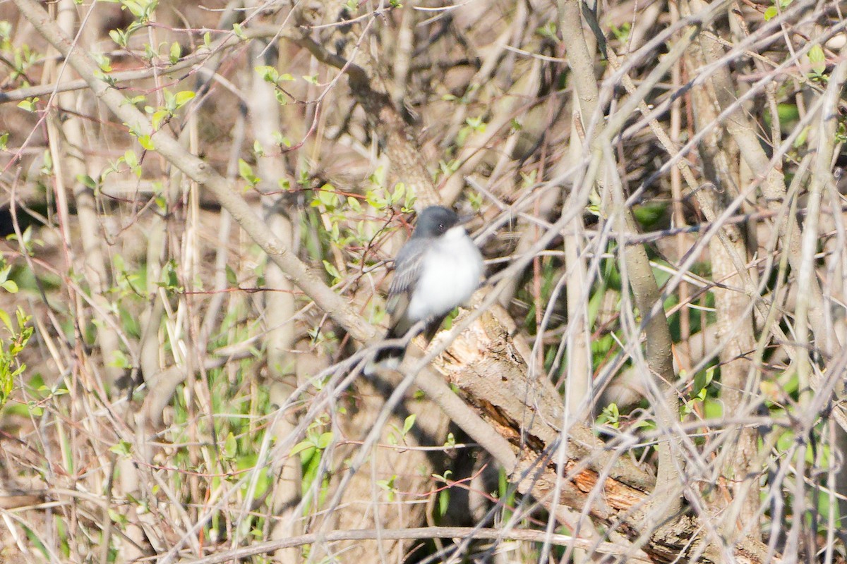 Eastern Kingbird - ML618443587