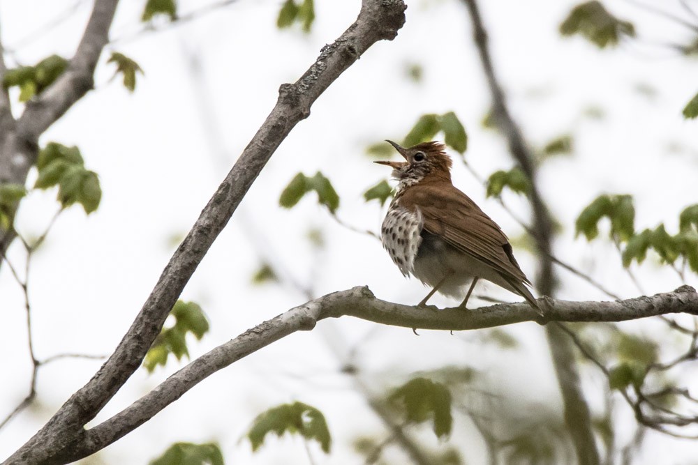 Wood Thrush - Jean-Guy Papineau