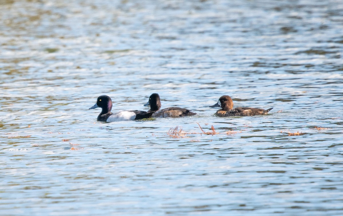 Lesser Scaup - ML618443609