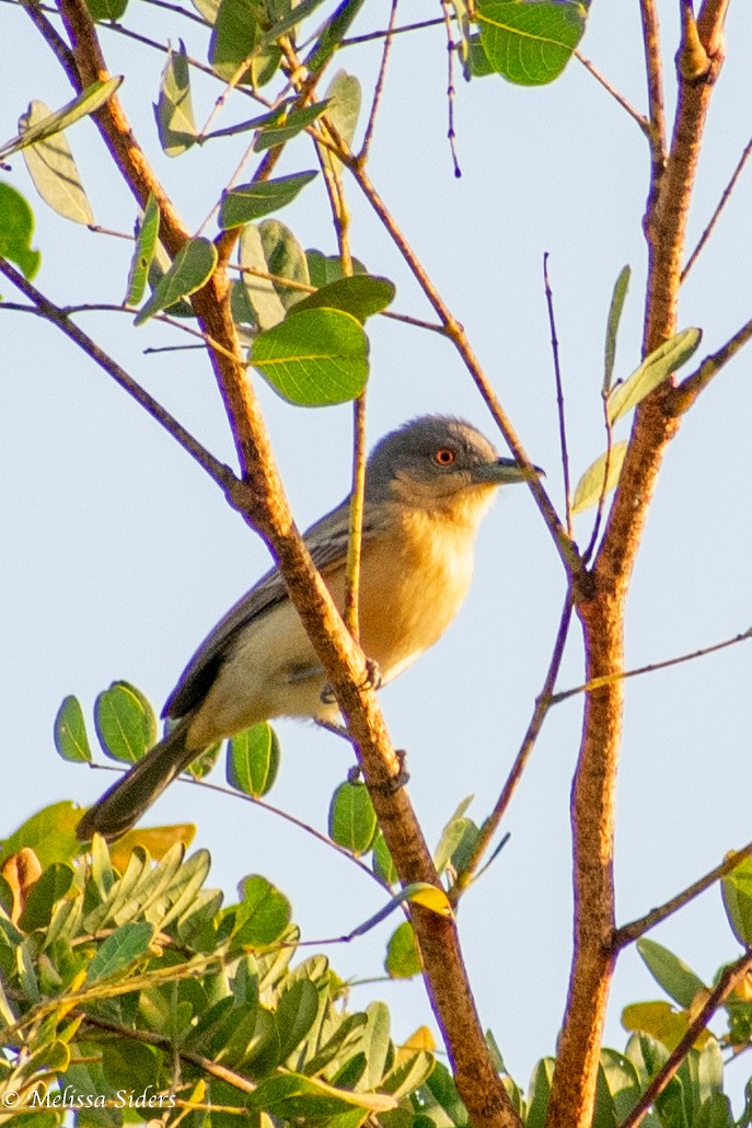 Brown Babbler - Melissa Siders