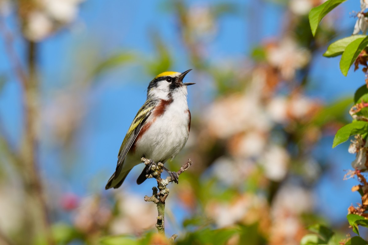 Chestnut-sided Warbler - Jeff Hapeman