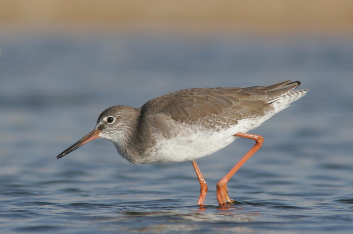 Common Redshank - ML618443635