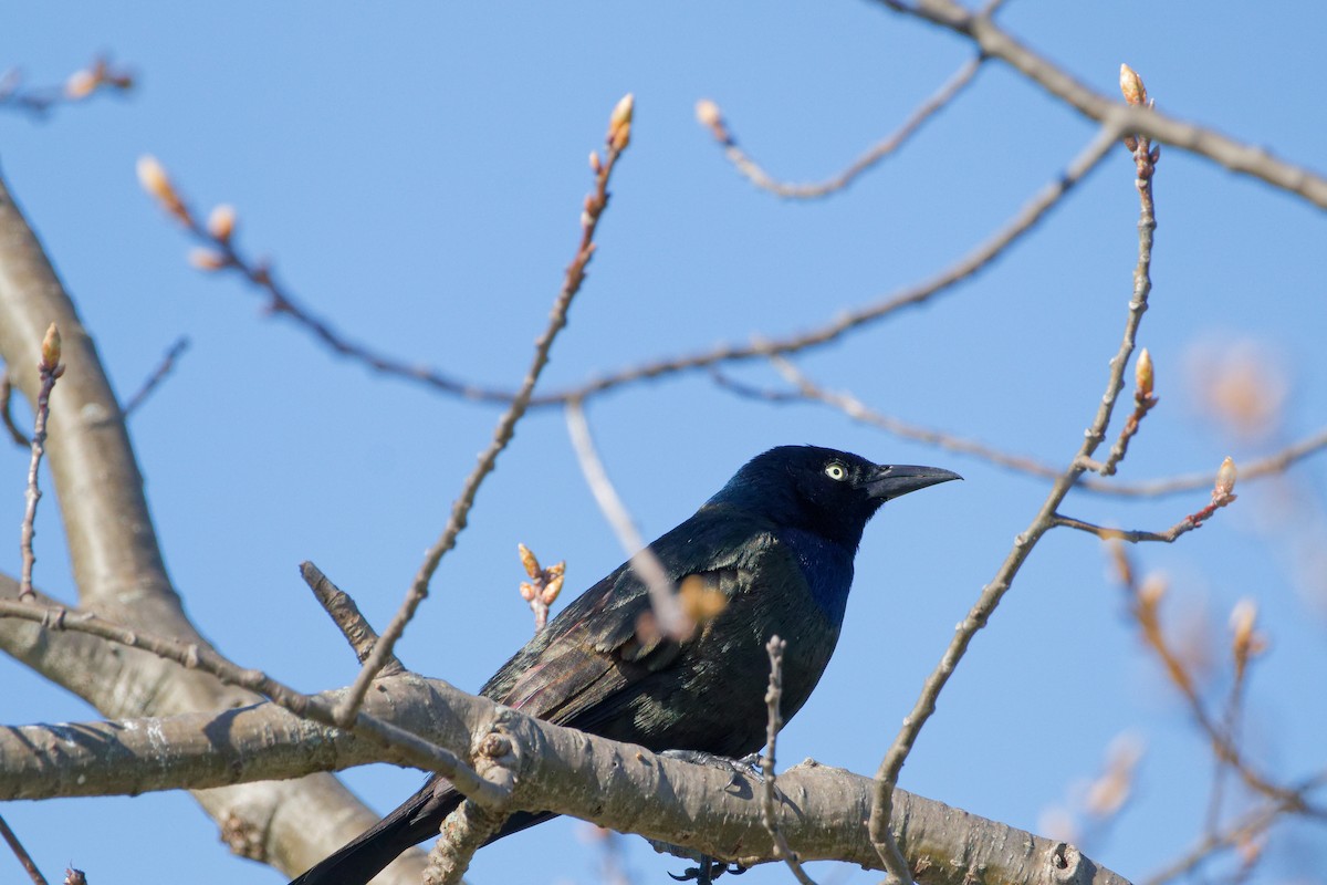 Common Grackle - ML618443640