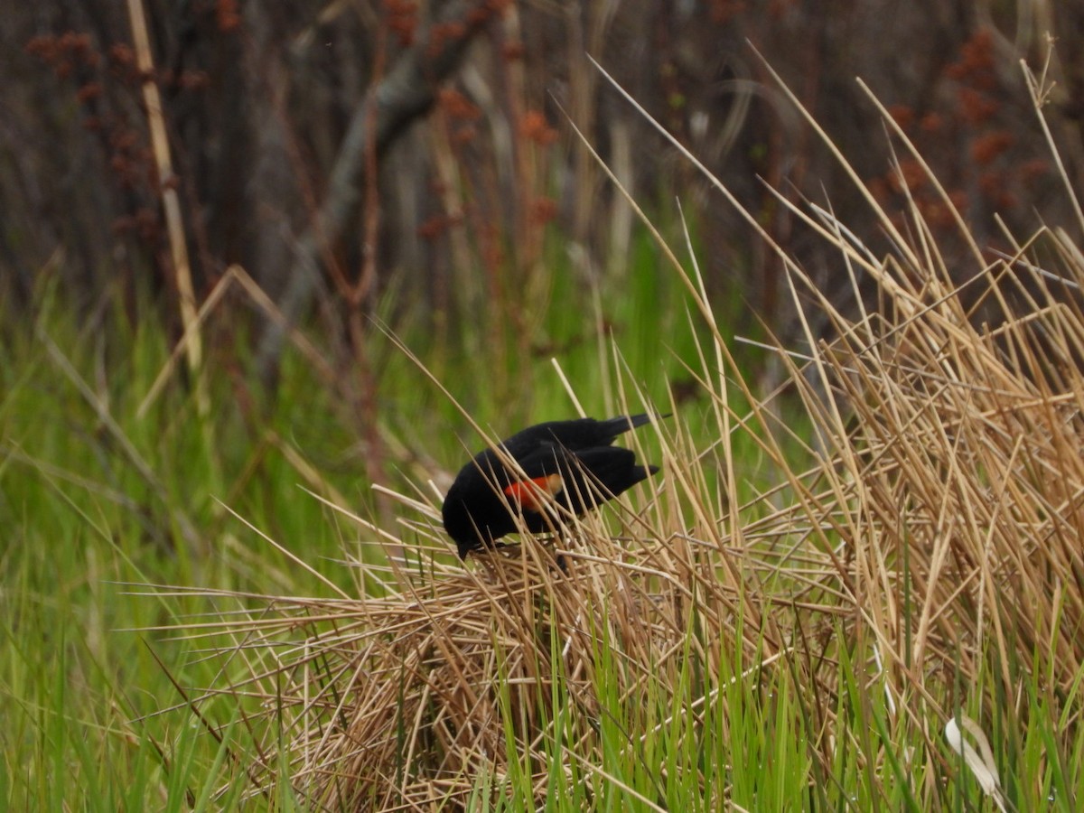 Red-winged Blackbird - Spence Brennick