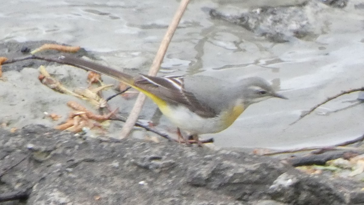 Gray Wagtail - Ben Davis