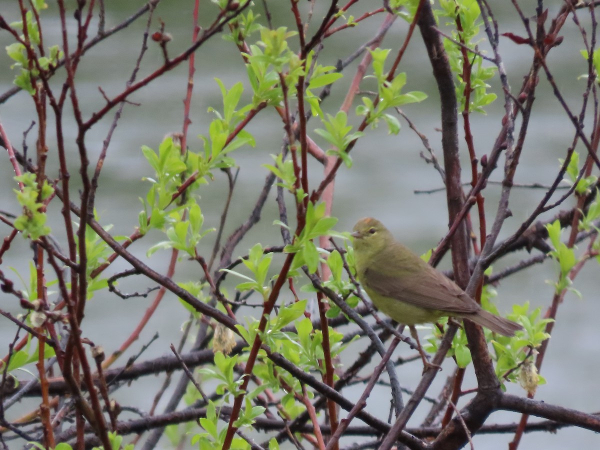 Orange-crowned Warbler - Deborah Essman