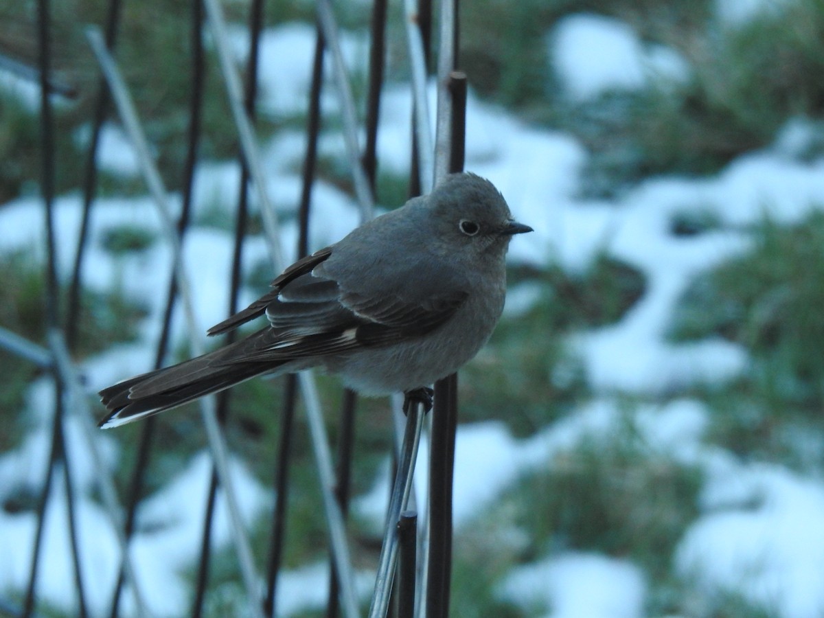 Townsend's Solitaire - K Baker