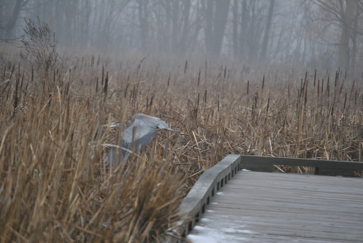 Great Blue Heron - ML618443691