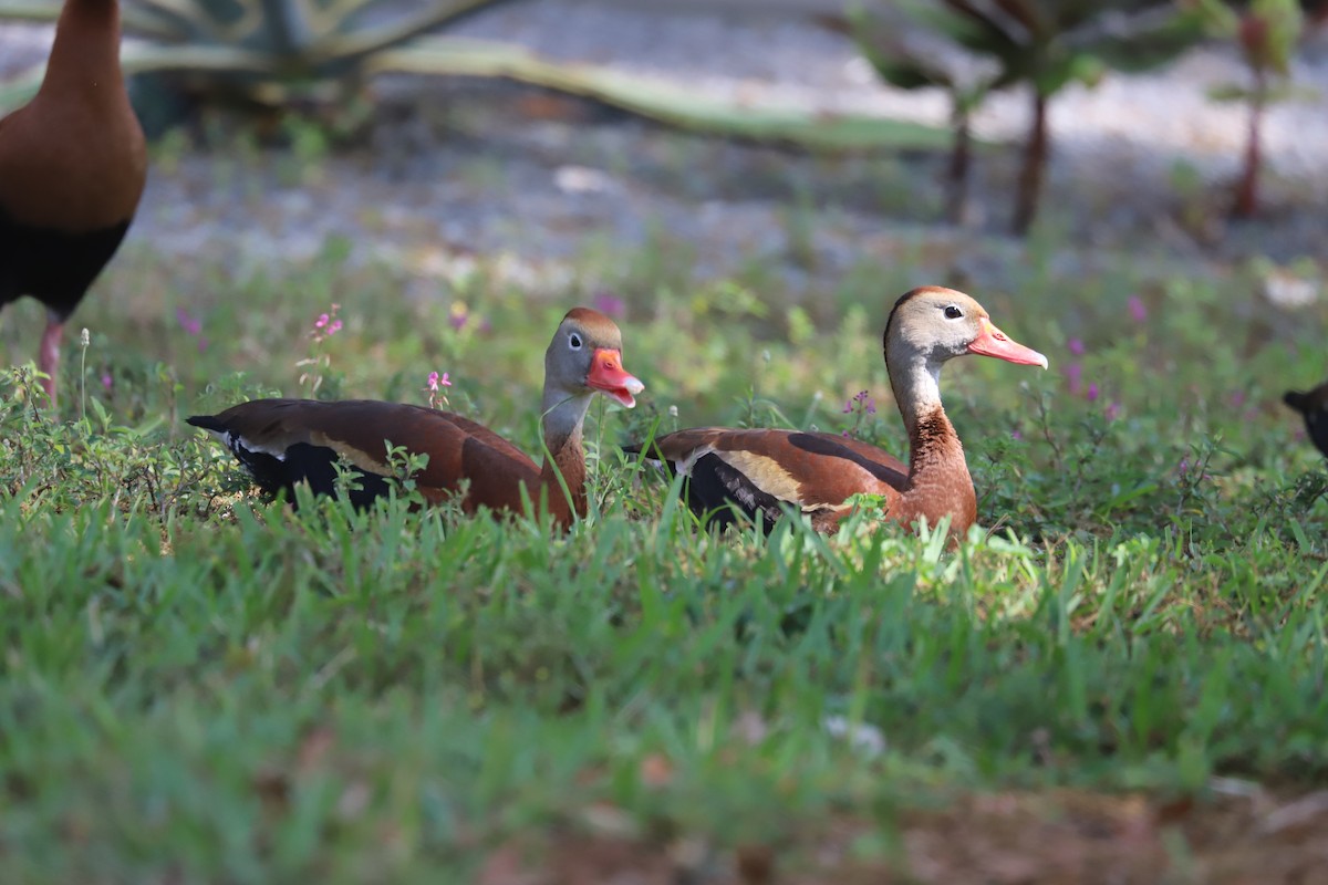 Black-bellied Whistling-Duck - ML618443693