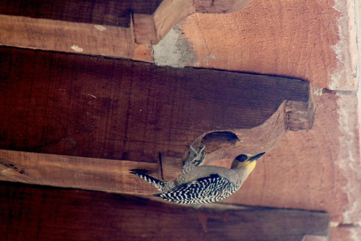 Golden-cheeked Woodpecker - Janet Freeh