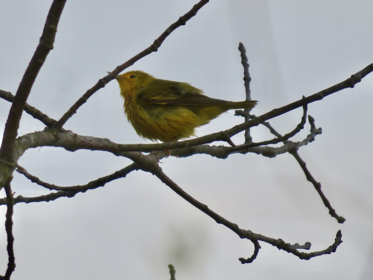 Yellow Warbler - Christine Cote