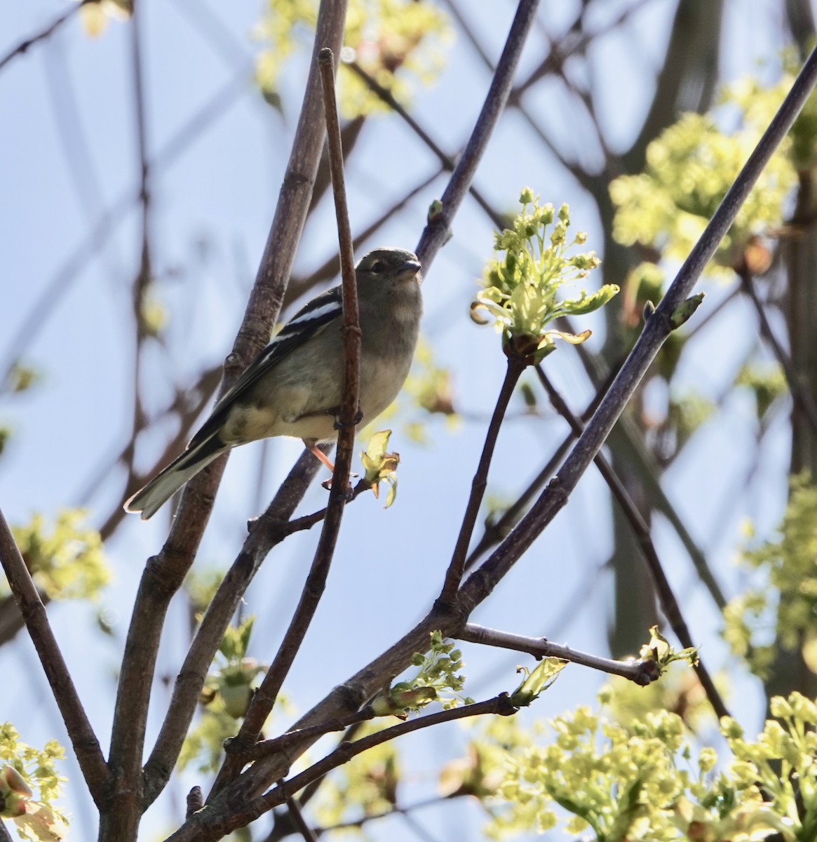 Common Chaffinch - ML618443713