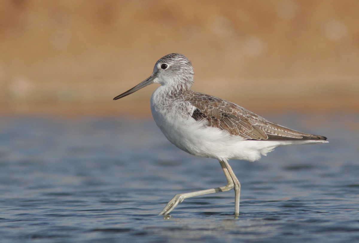 Common Greenshank - ML618443730