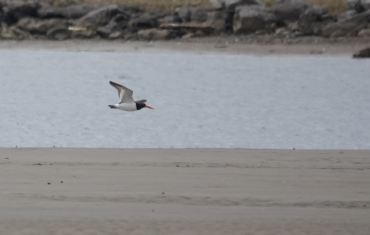 American Oystercatcher - ML618443731