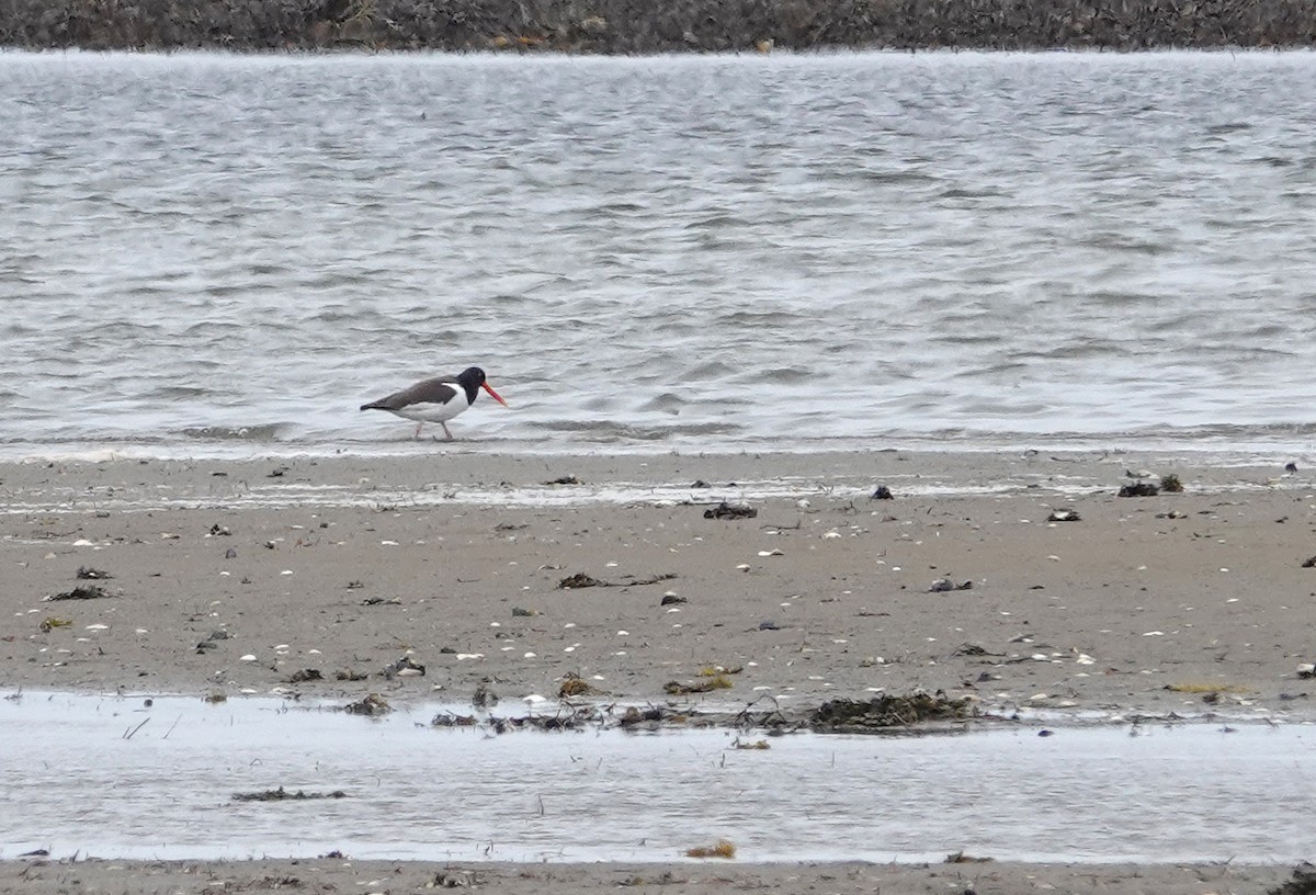 American Oystercatcher - ML618443732