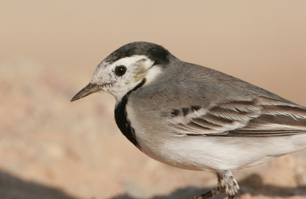 White Wagtail - ML618443744