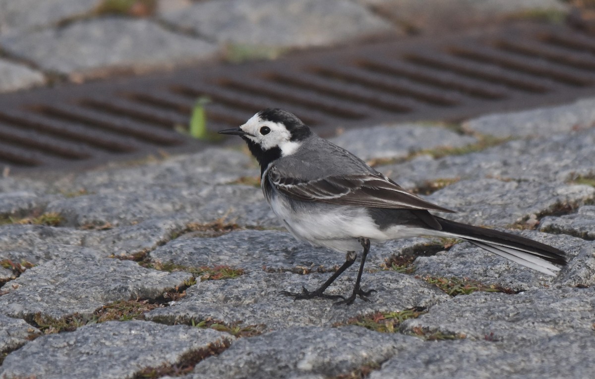 White Wagtail - ML618443752