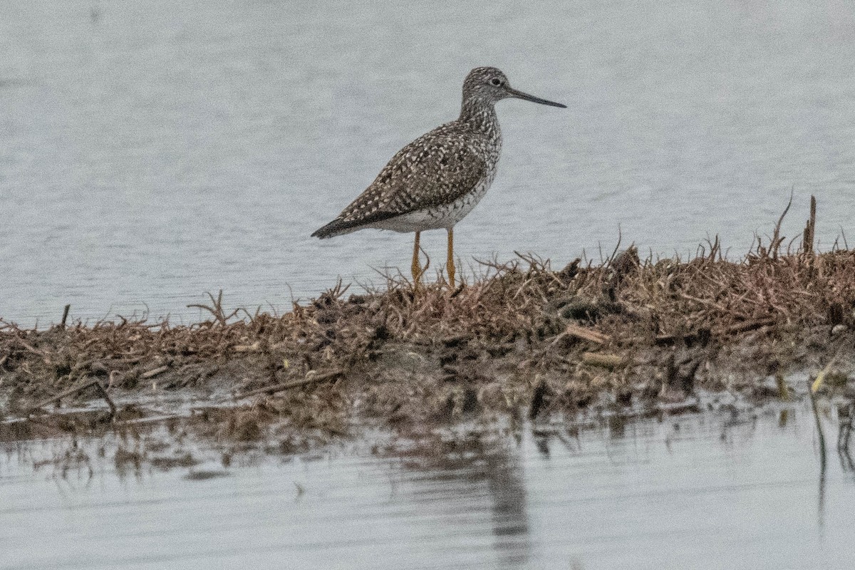 Greater Yellowlegs - ML618443754