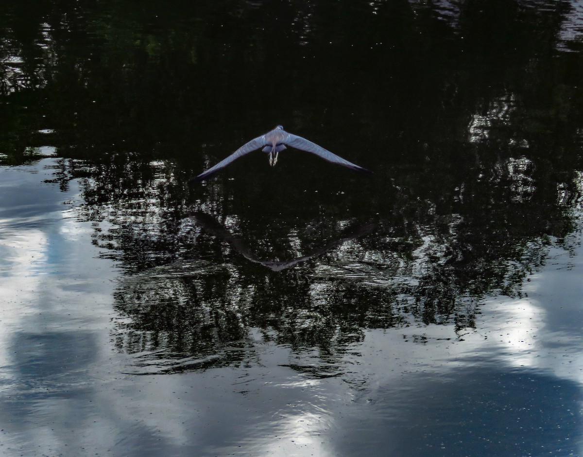 Tricolored Heron - Anonymous