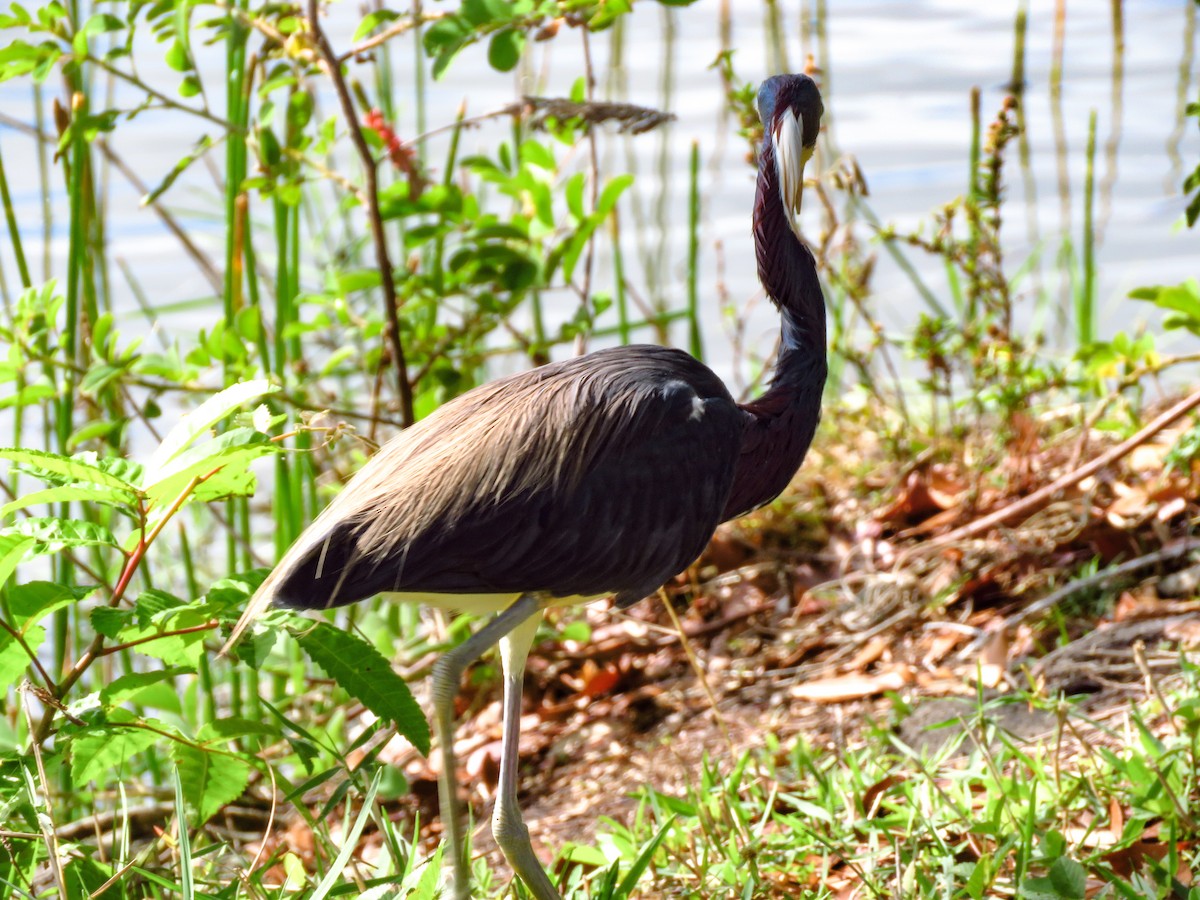 Tricolored Heron - Anonymous