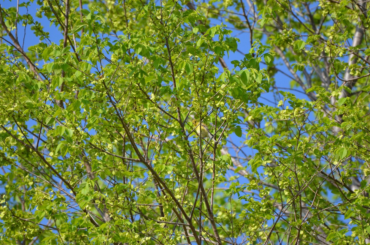 American Goldfinch - ML618443763